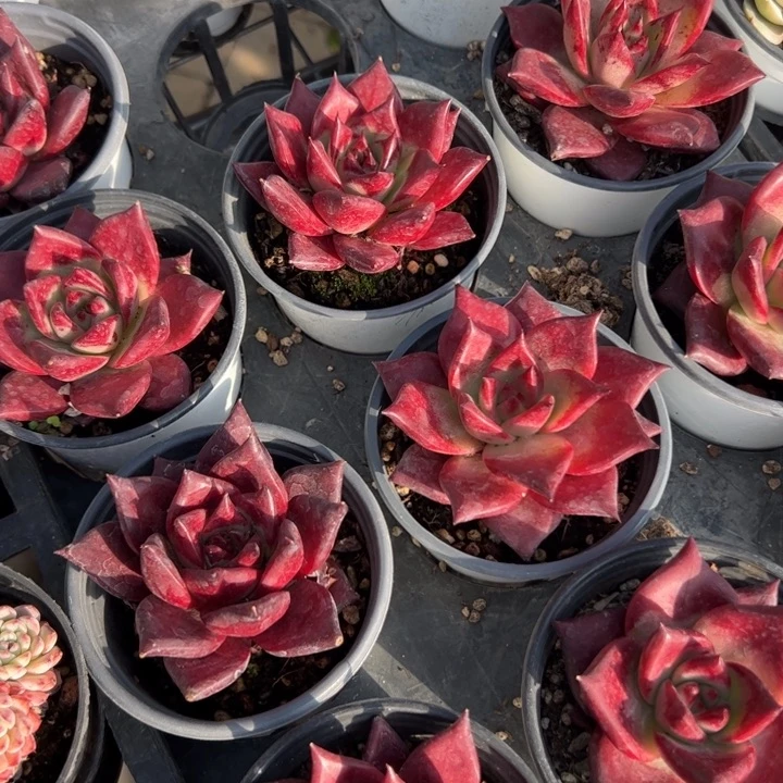 新疆包邮 罗宾群