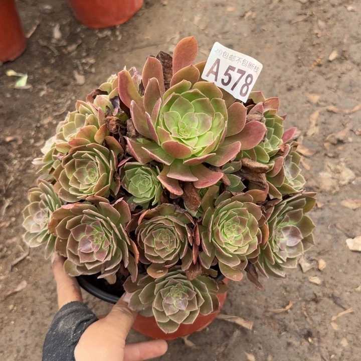 赤焰莲……多肉植物……