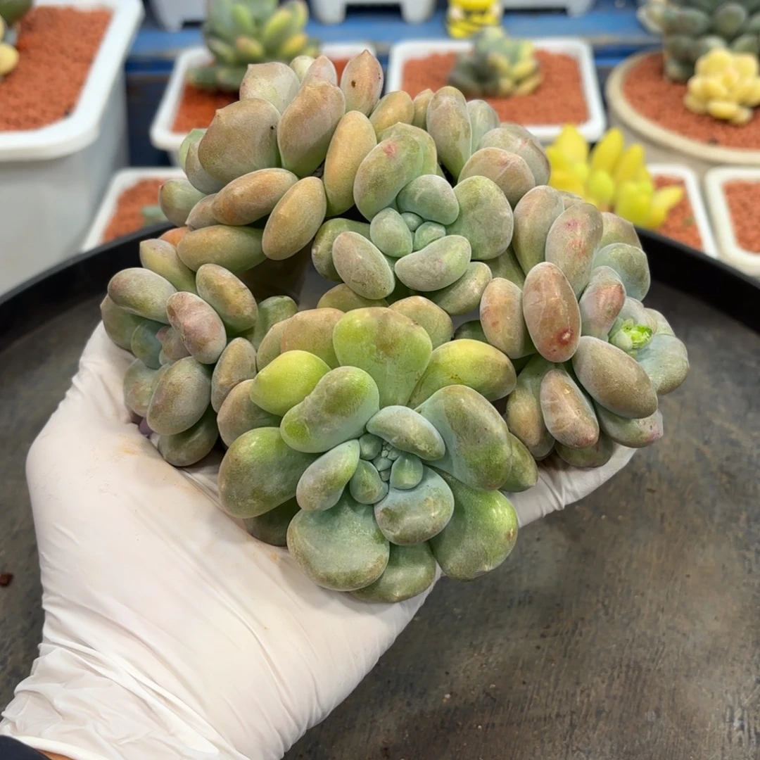 多肉植物冰橙石化锦群