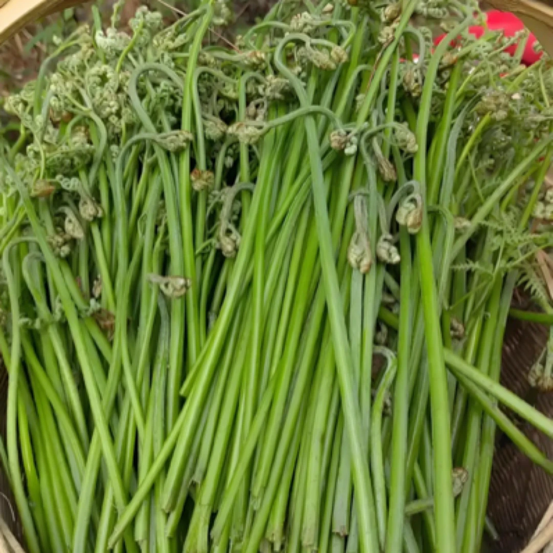 蕨菜