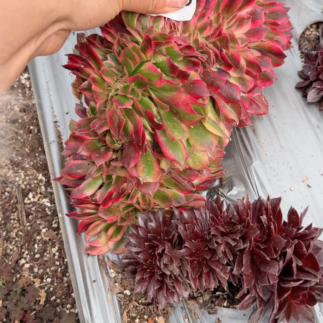 嗯8690 号多肉法师特价