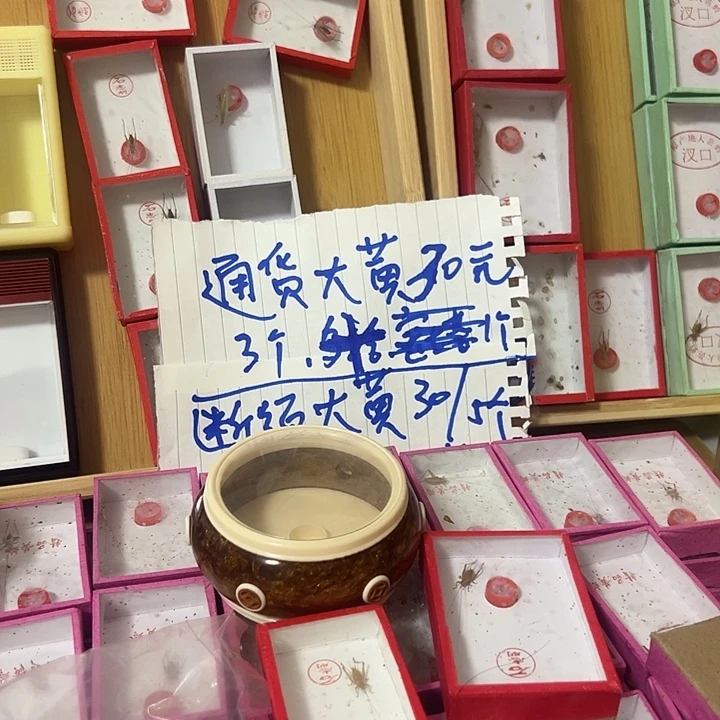 核***缘蟋蟀1绿蝈蝈哈哈哈哈