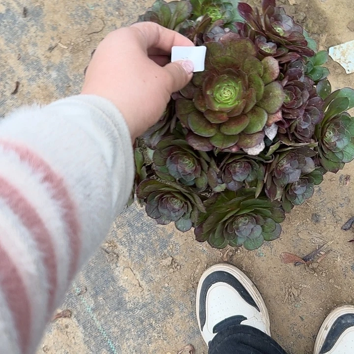 宁****》多肉法师植物链接73