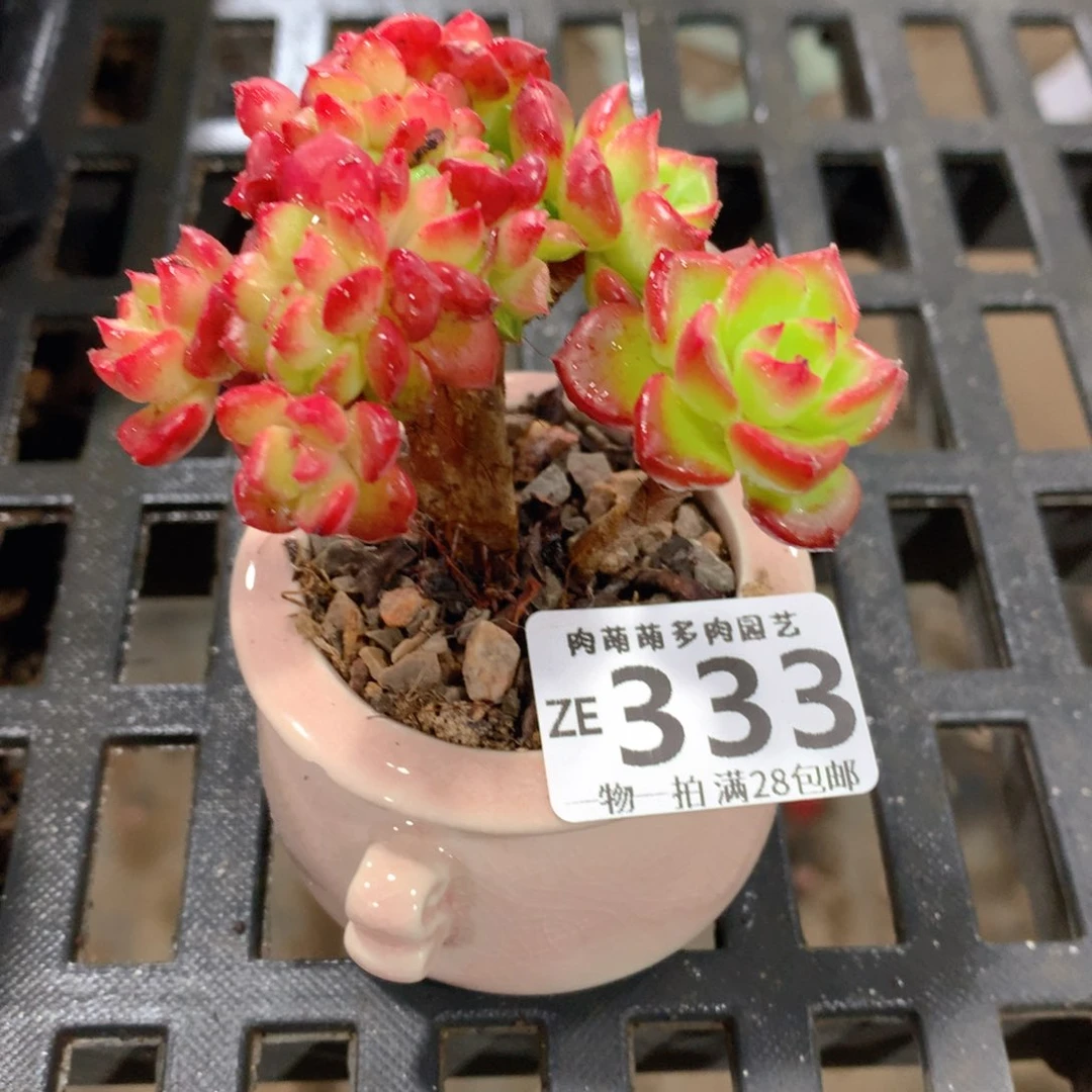 肉萌萌拇指盆精控多肉ZE333