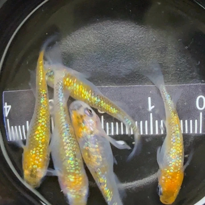 青鳉鱼尤利西斯6号