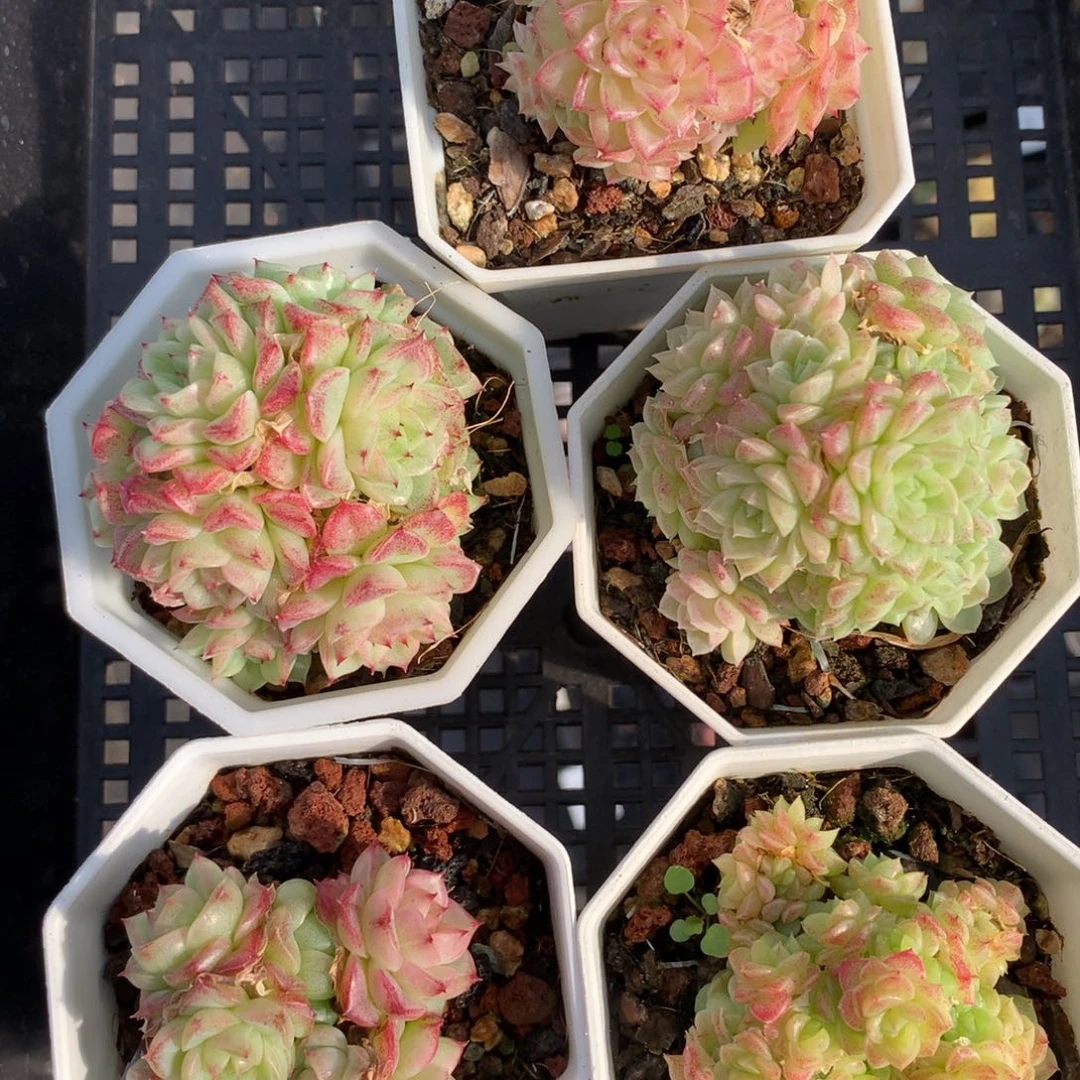 1211-32 套餐一组