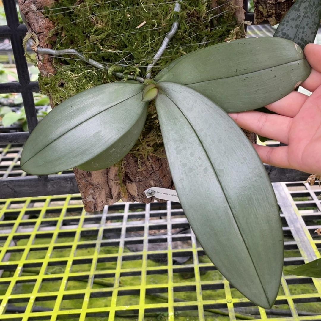 当前无花栽培后可以开花（西交黄曼尼）板植