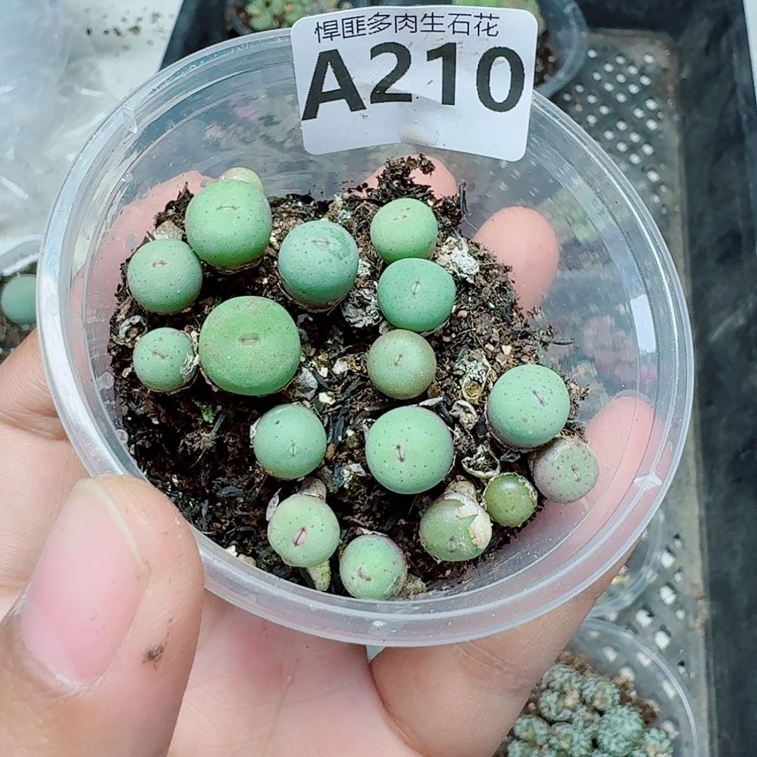 210多肉植物多肉植物