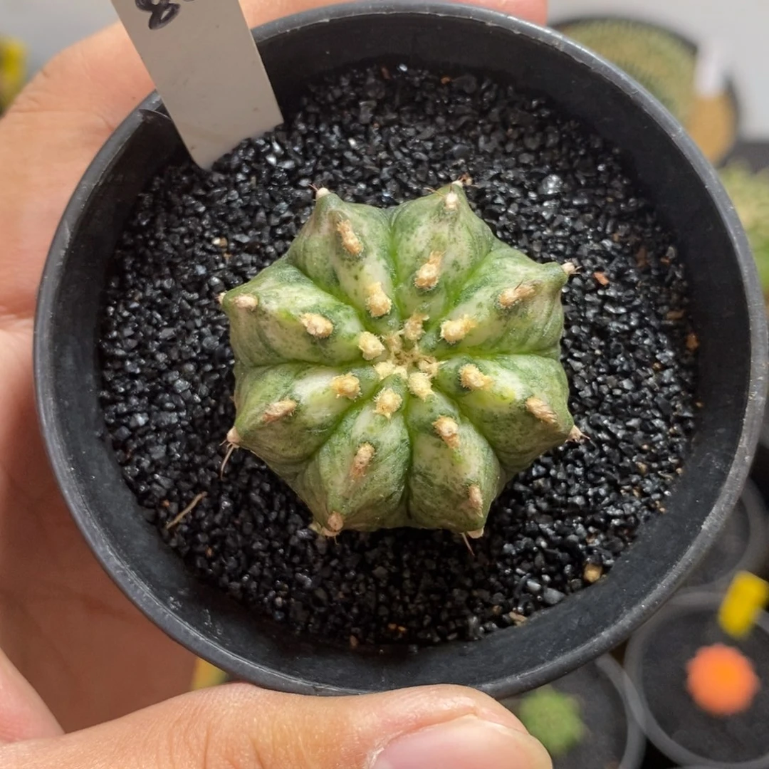 白海神—脱土发货34