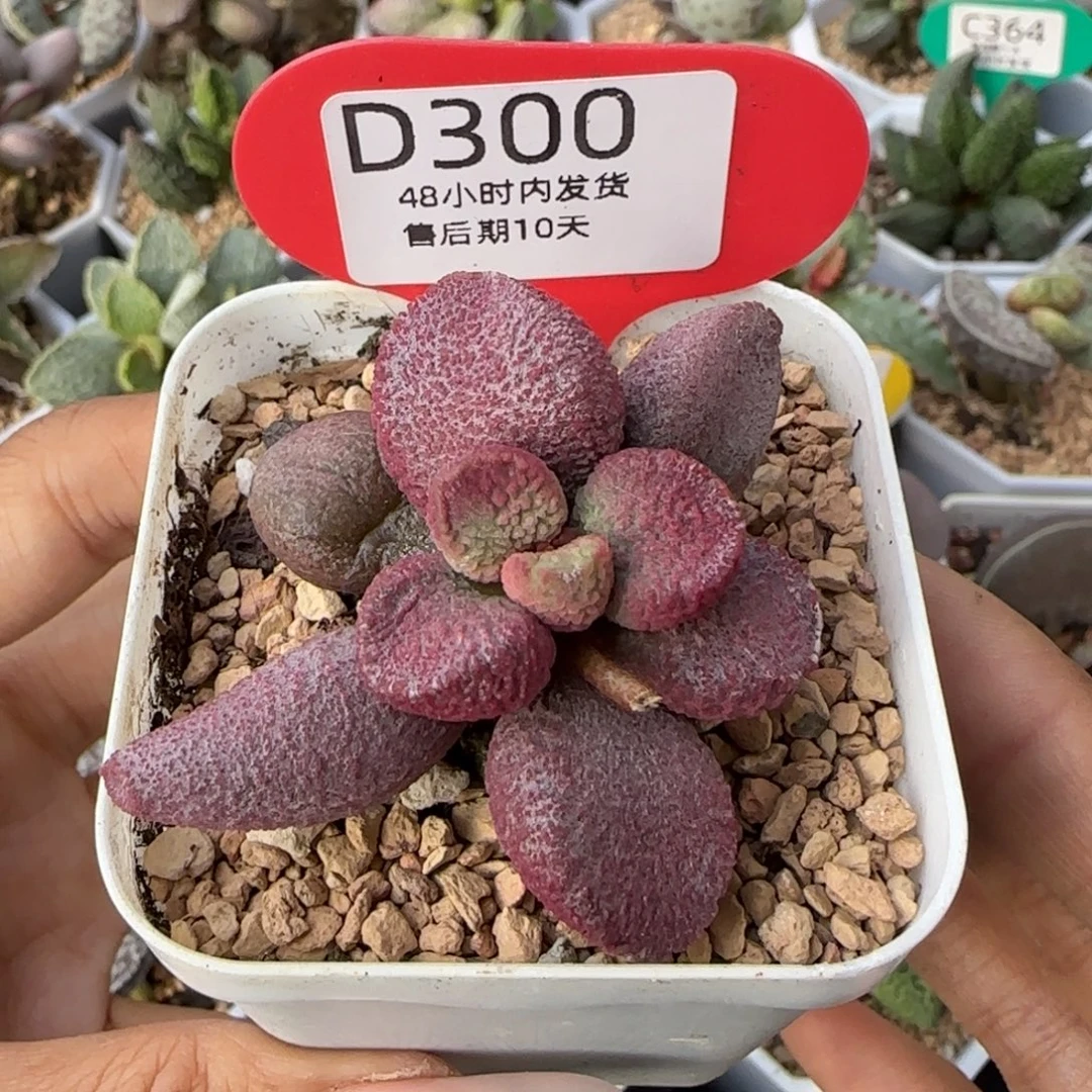 夏娃水泡。   300。