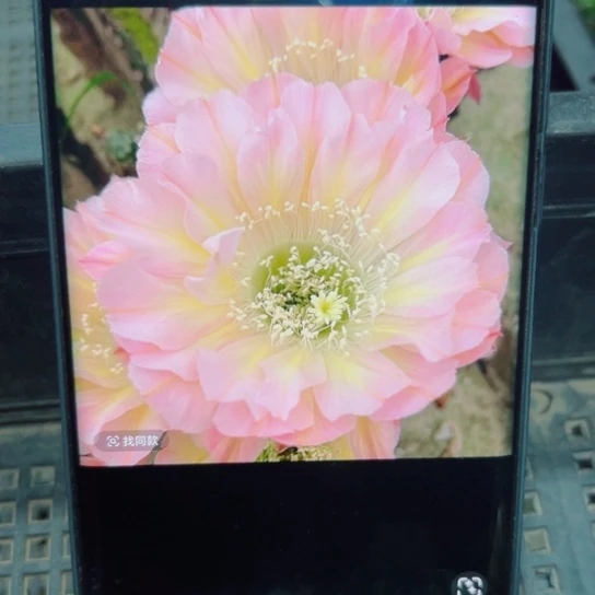 下48彩草爱德华歪无根侧芽4公分左右20包邮