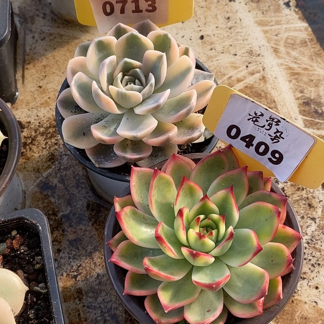 713。409两颗哈哈哈哈哈