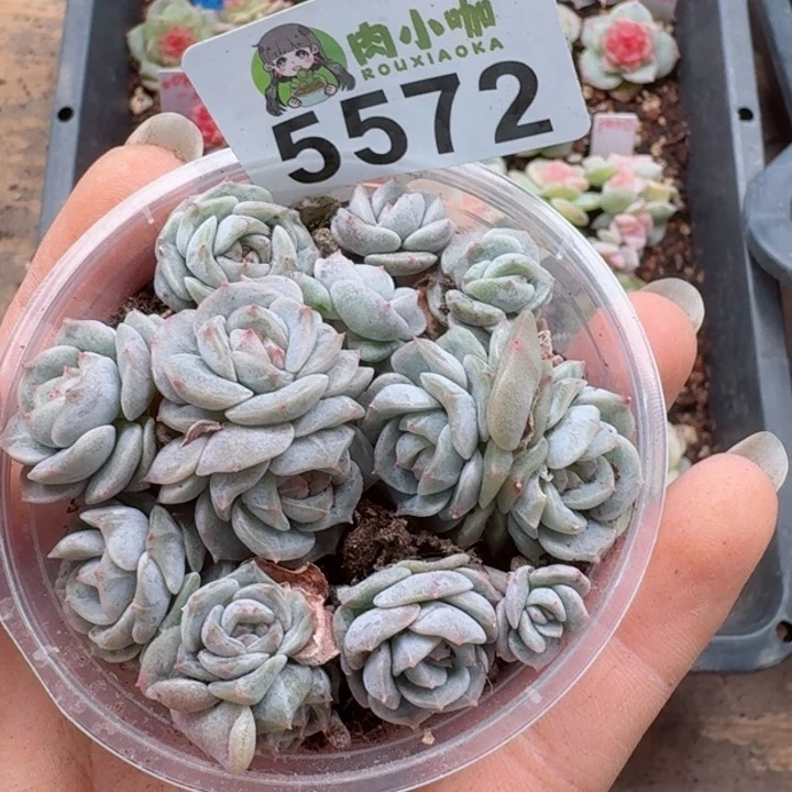 多肉植物多肉植物