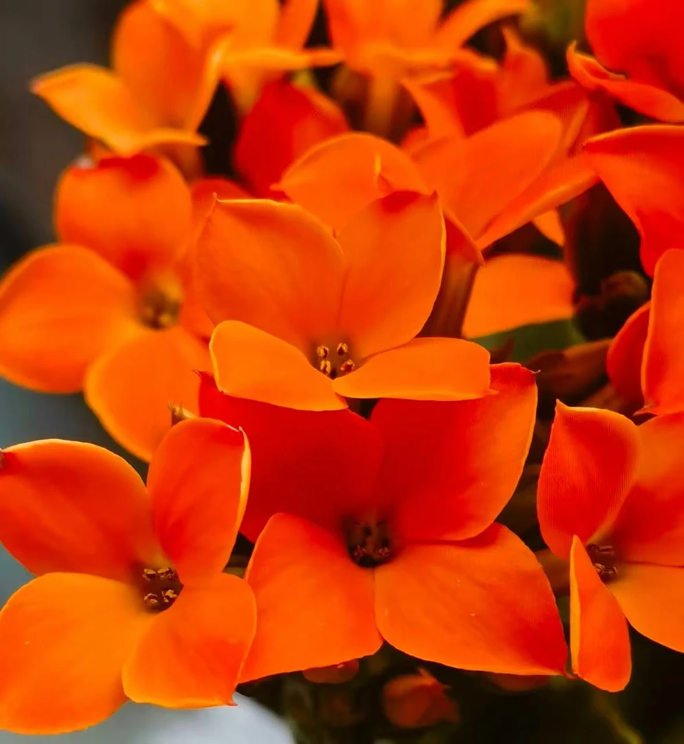 卡门Q2~【120加大】精品重瓣带花苞客厅阳台室内养殖懒人花卉美观