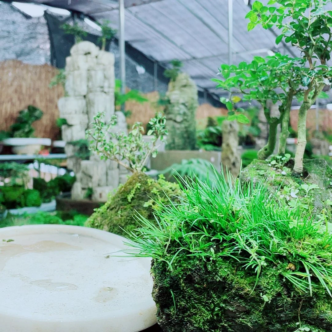 @***然当前无花栽培后可以开花