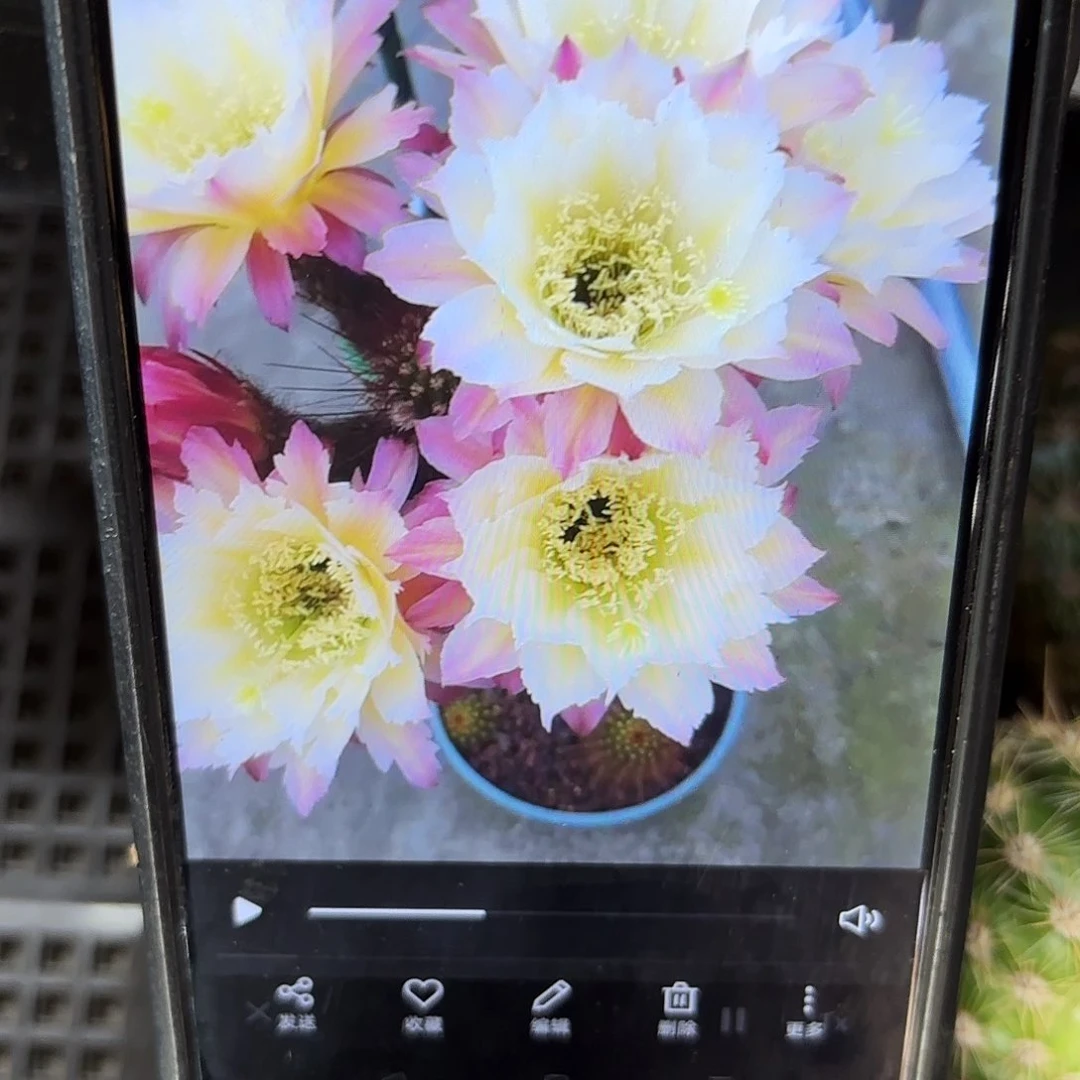 126毛侧啊20包邮仙人球28