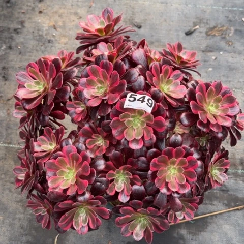 549梦娜丽莎朵朵35厘米左右