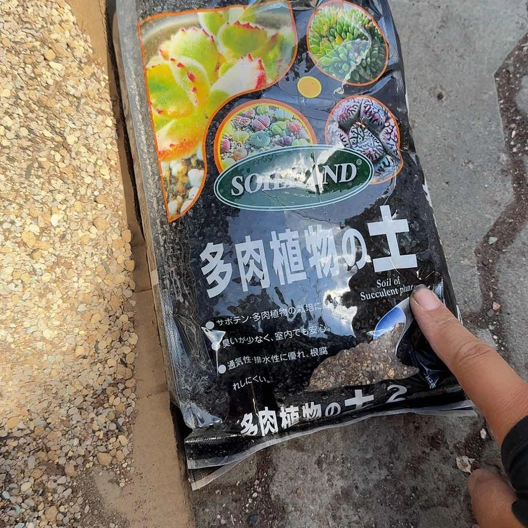 两包土多肉植物警惕哦