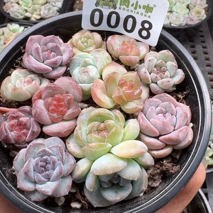 当前无花朵，栽培后可花朵多肉植物多肉植物