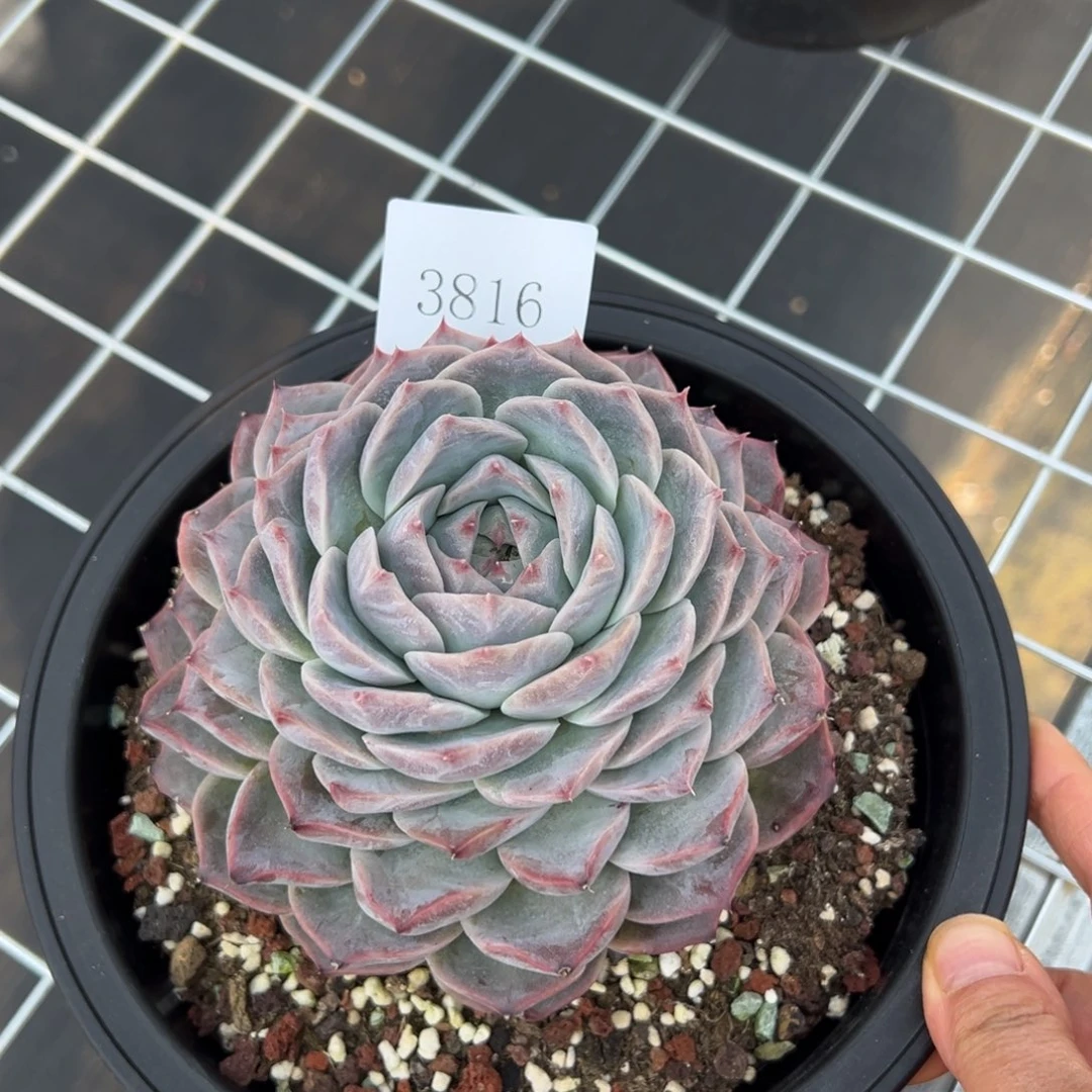 A**a3816肉多哦多哦多哦肉