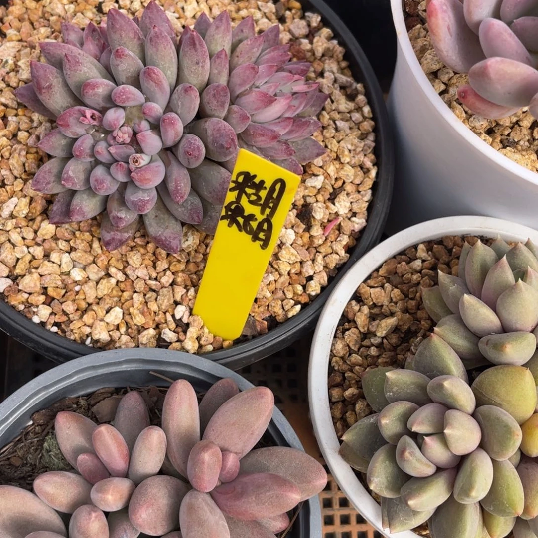 糊*?姐姐说她真的不是一般