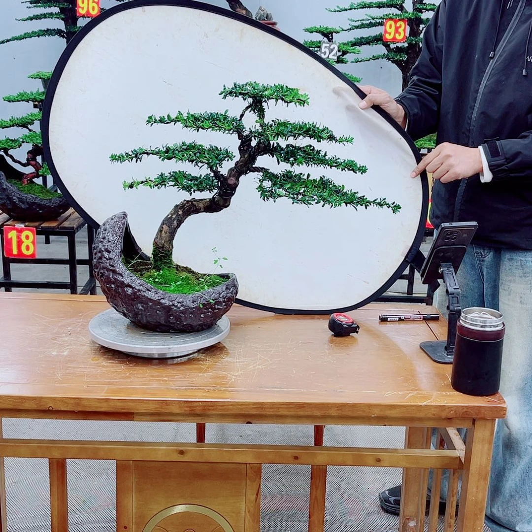 无花朵精品盆景一物一拍