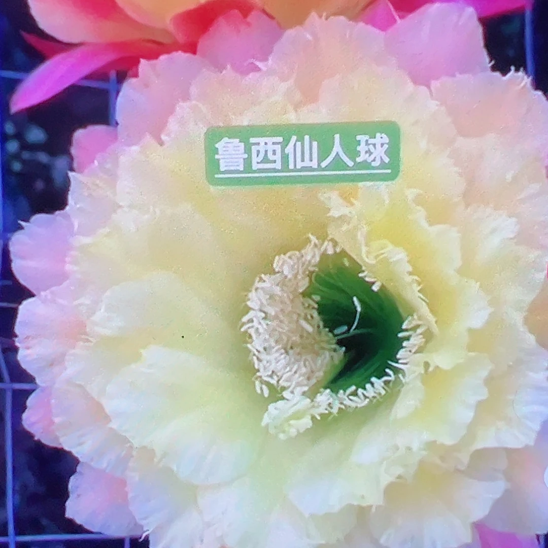 毛花柱初春 侧芽 满20包邮