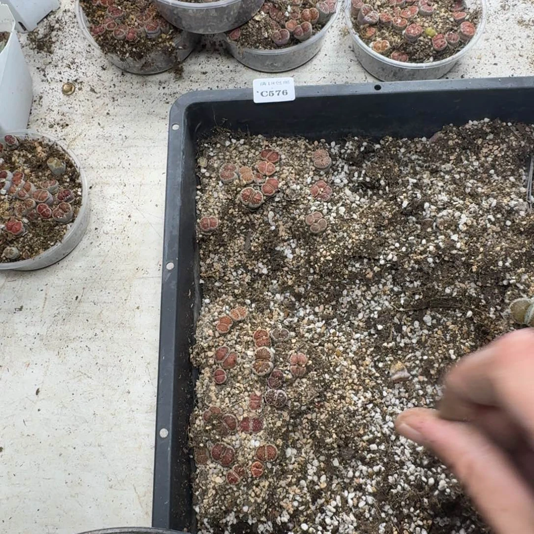 C576。菊清框福利脱土