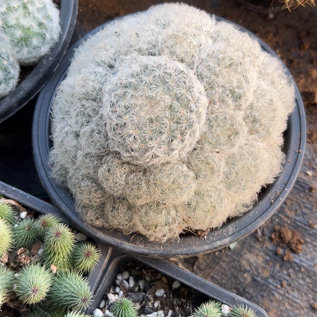 多肉植物白星群生