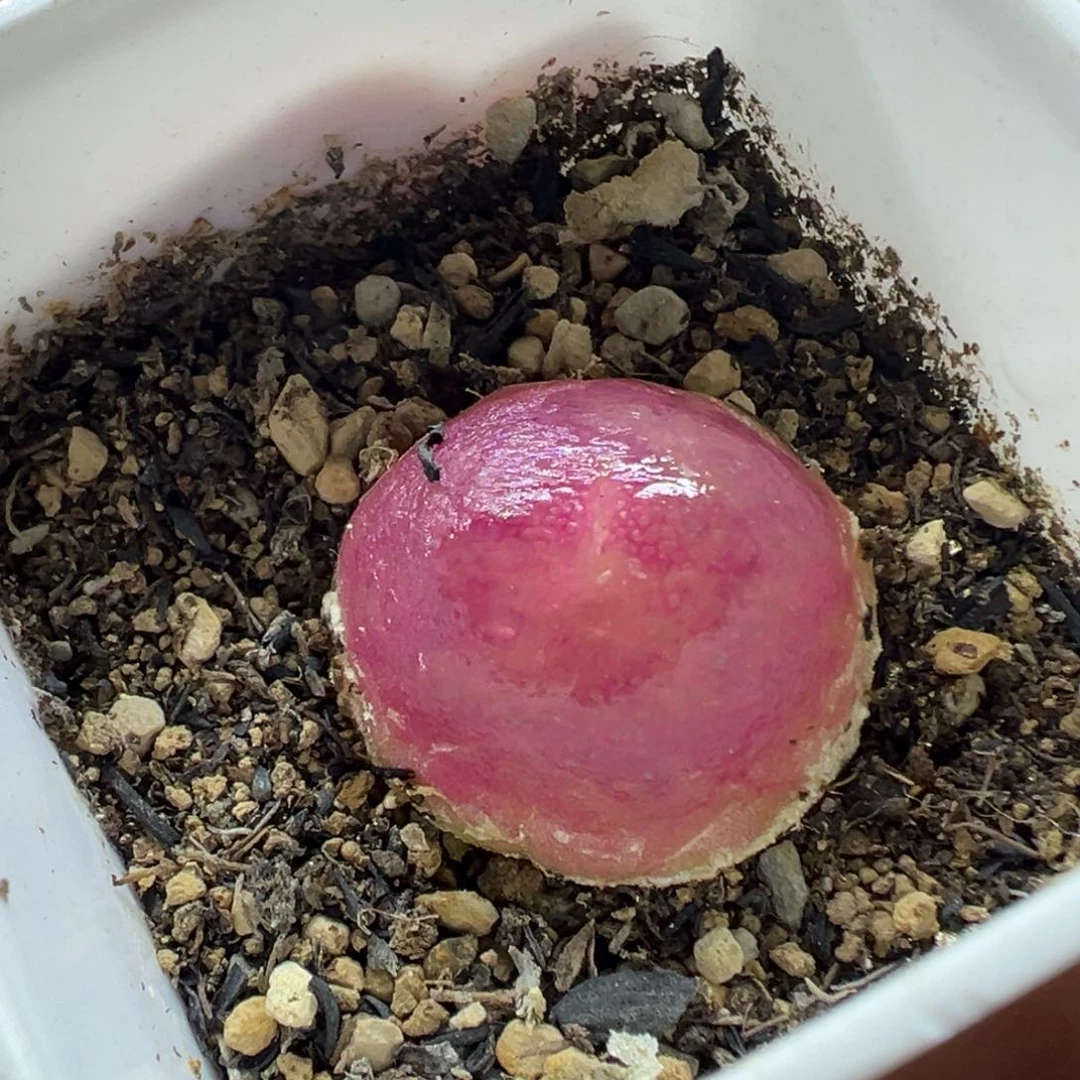 314灯泡带盆土发货