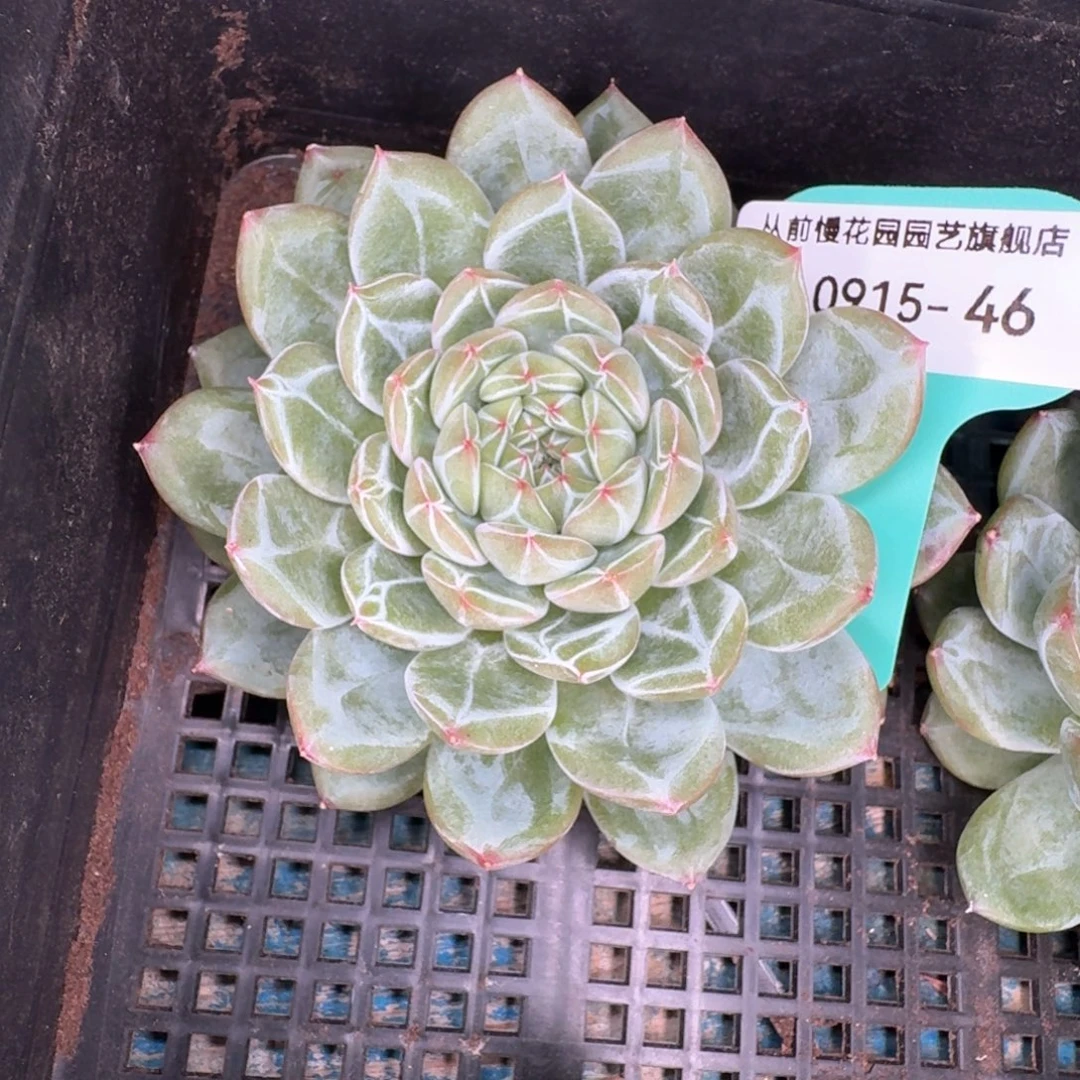 从前慢多肉精选编号0915.46