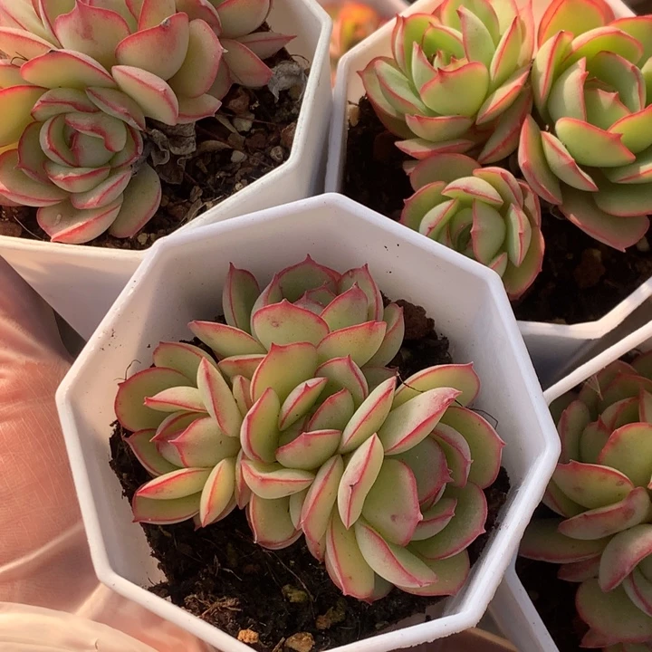 牡丹亭群 （满9.99包邮不满9.99发叶子）