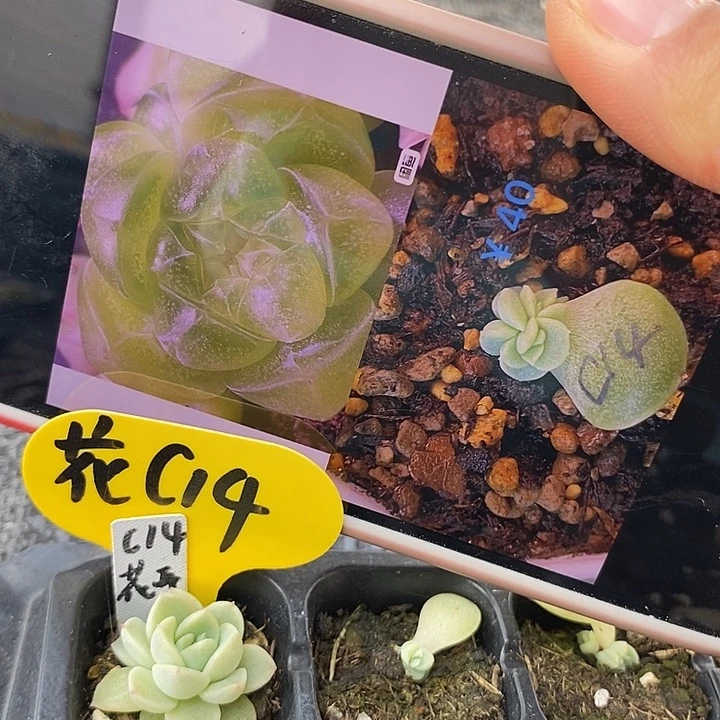 标290花开财富c14穴盘一个