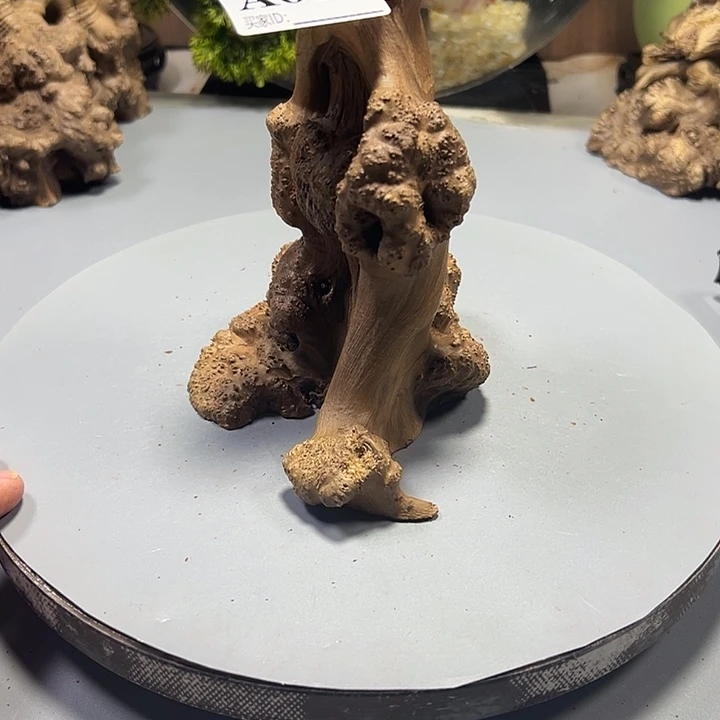 秋***大果紫檀（缅甸花梨）