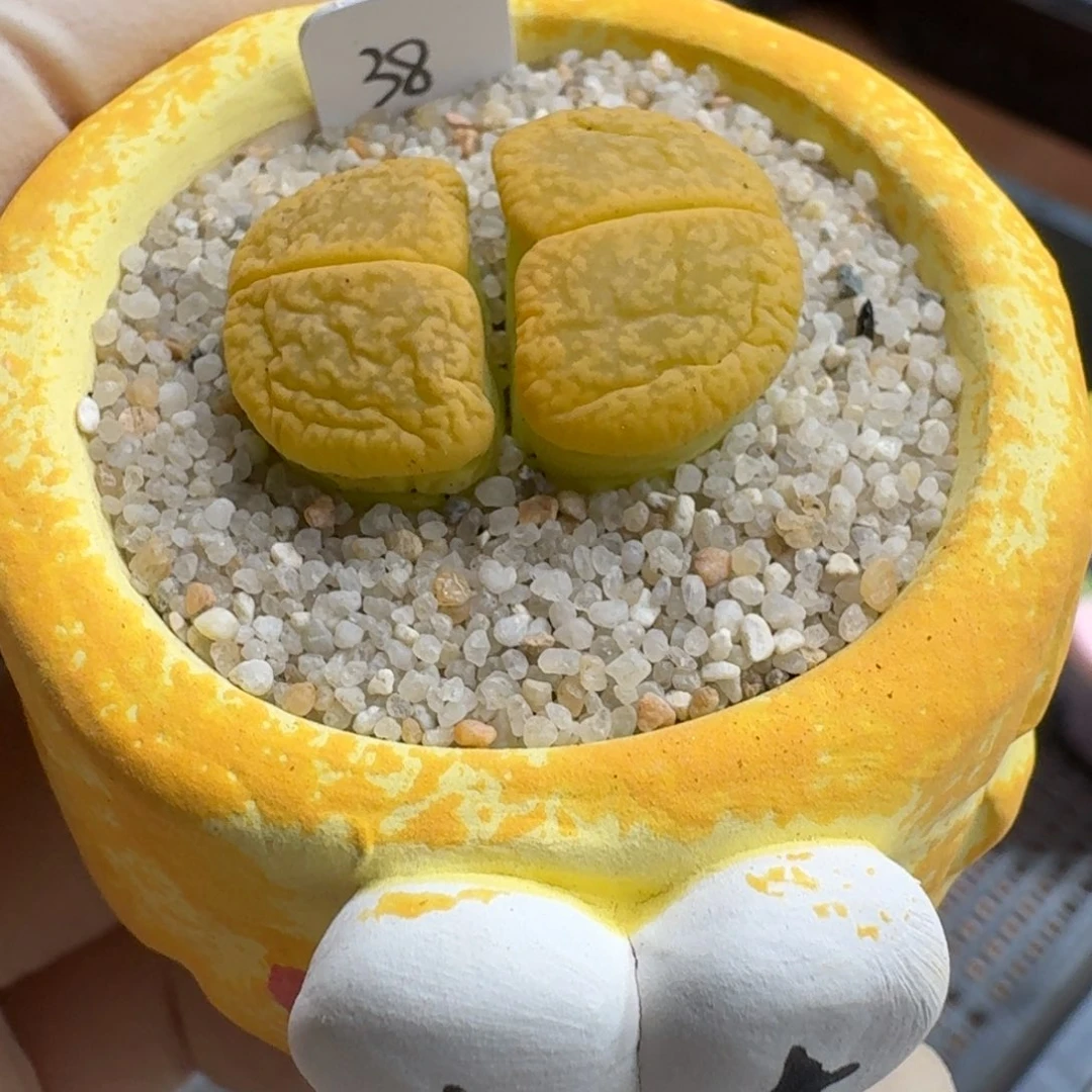 0928-012连盆带花黄日轮