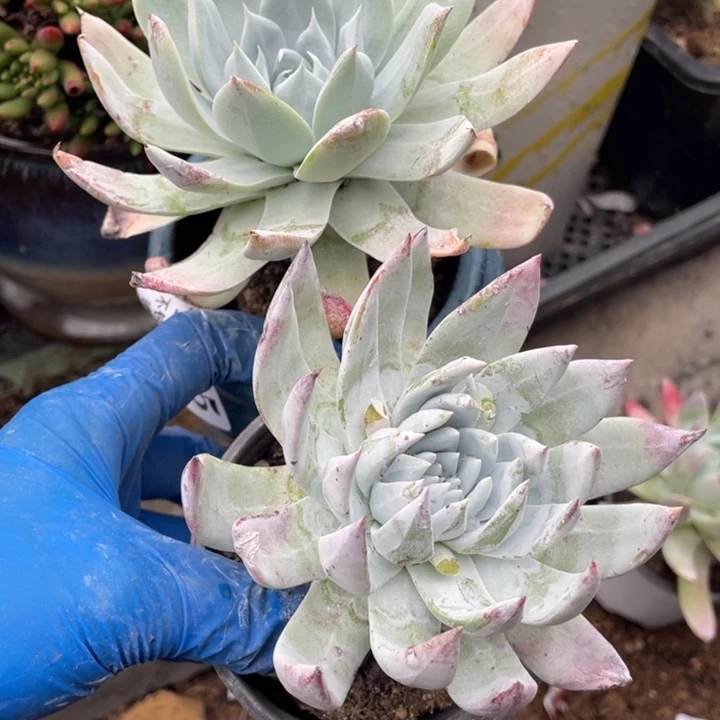 555号雪山杂多肉2颗