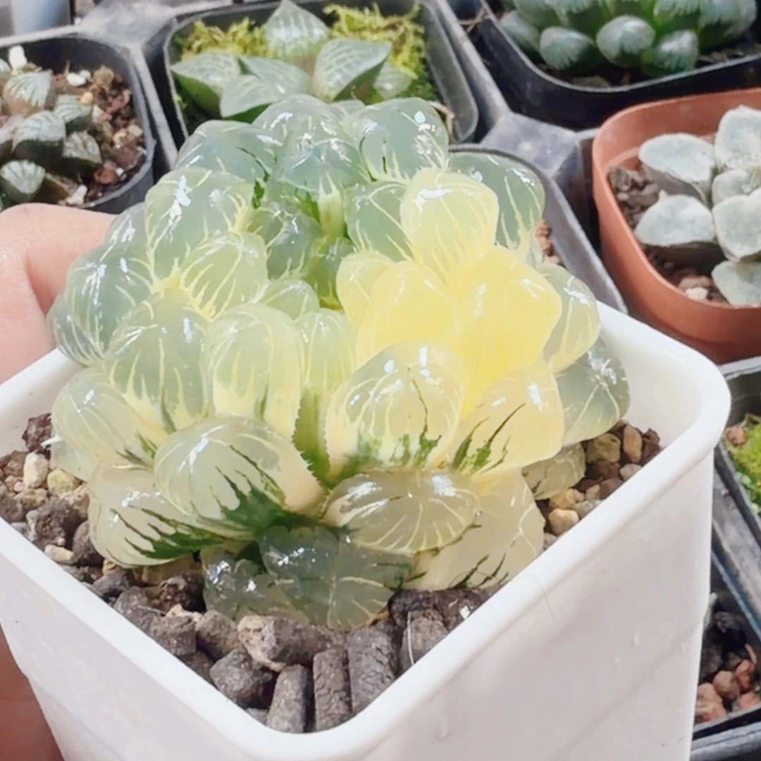 十二卷实生冰灯锦福利