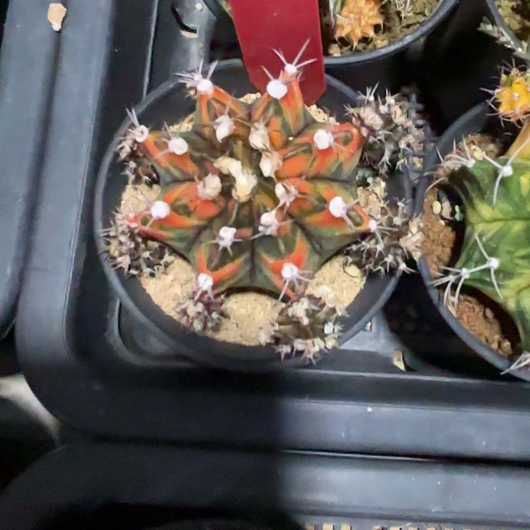 231-1018泰国发货多肉