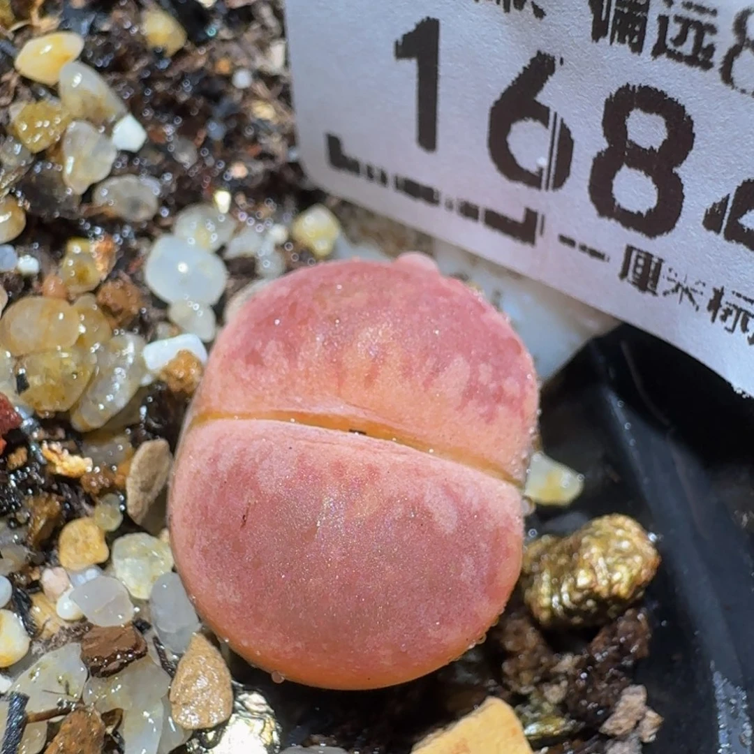 zzzz生石花肉锥1684变异