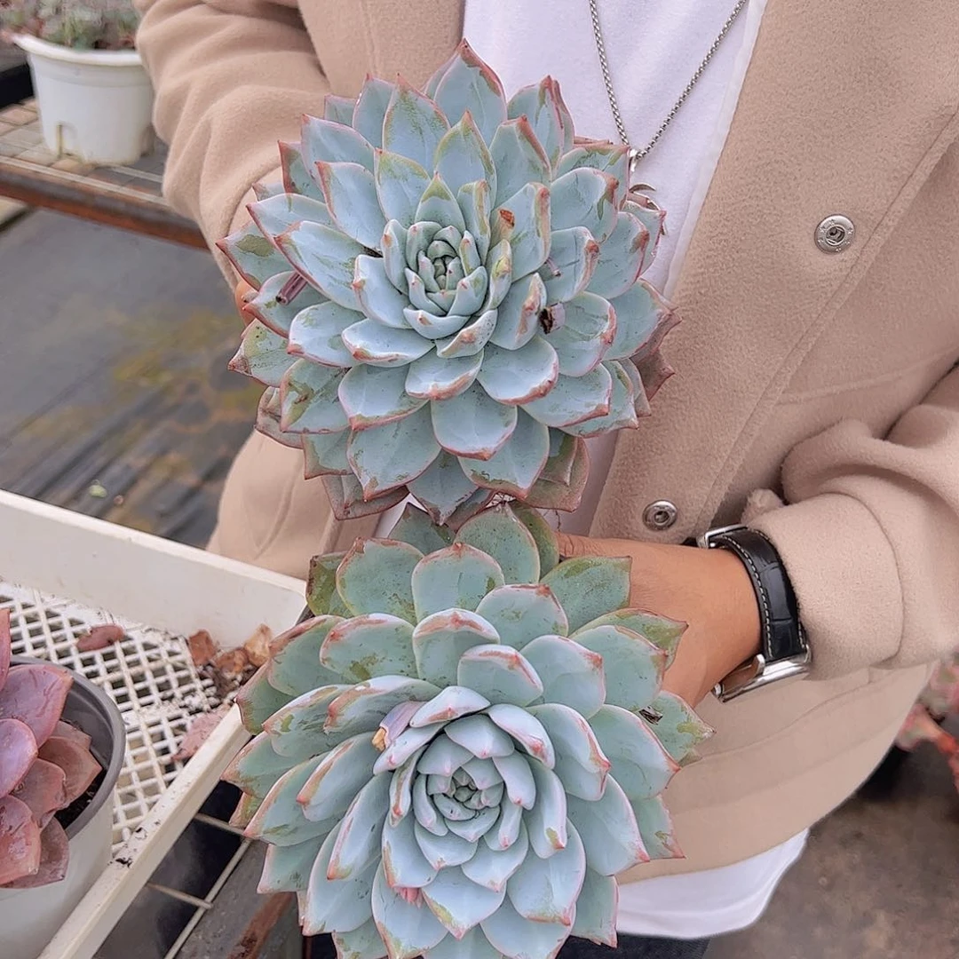 大单头粉蓝鸟两盆