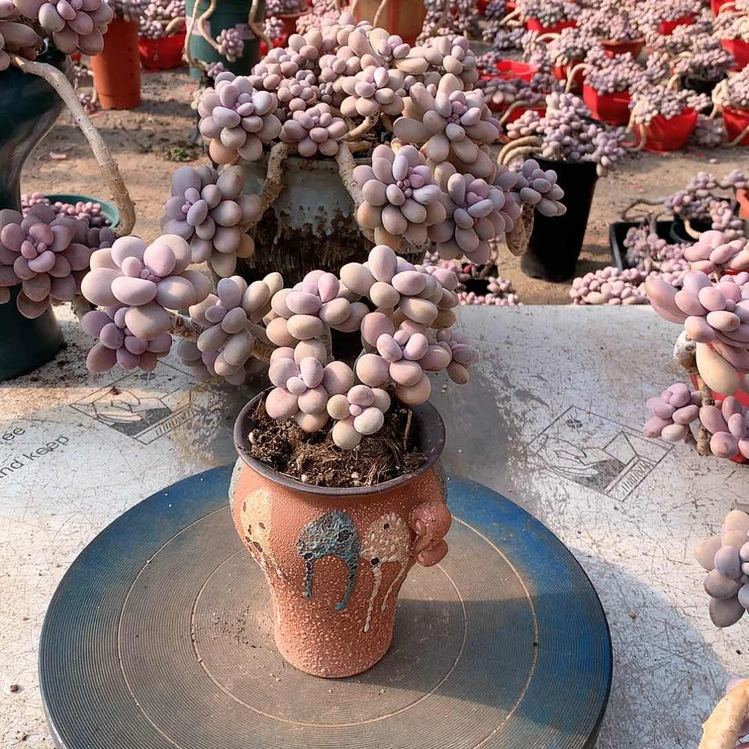 9一物一拍桃蛋老桩不带盆