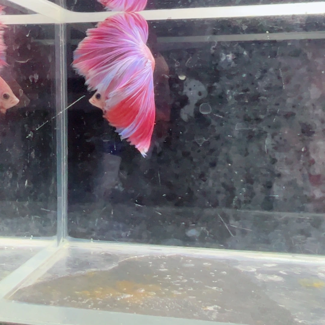 斗鱼浅色特殊尾hhhh