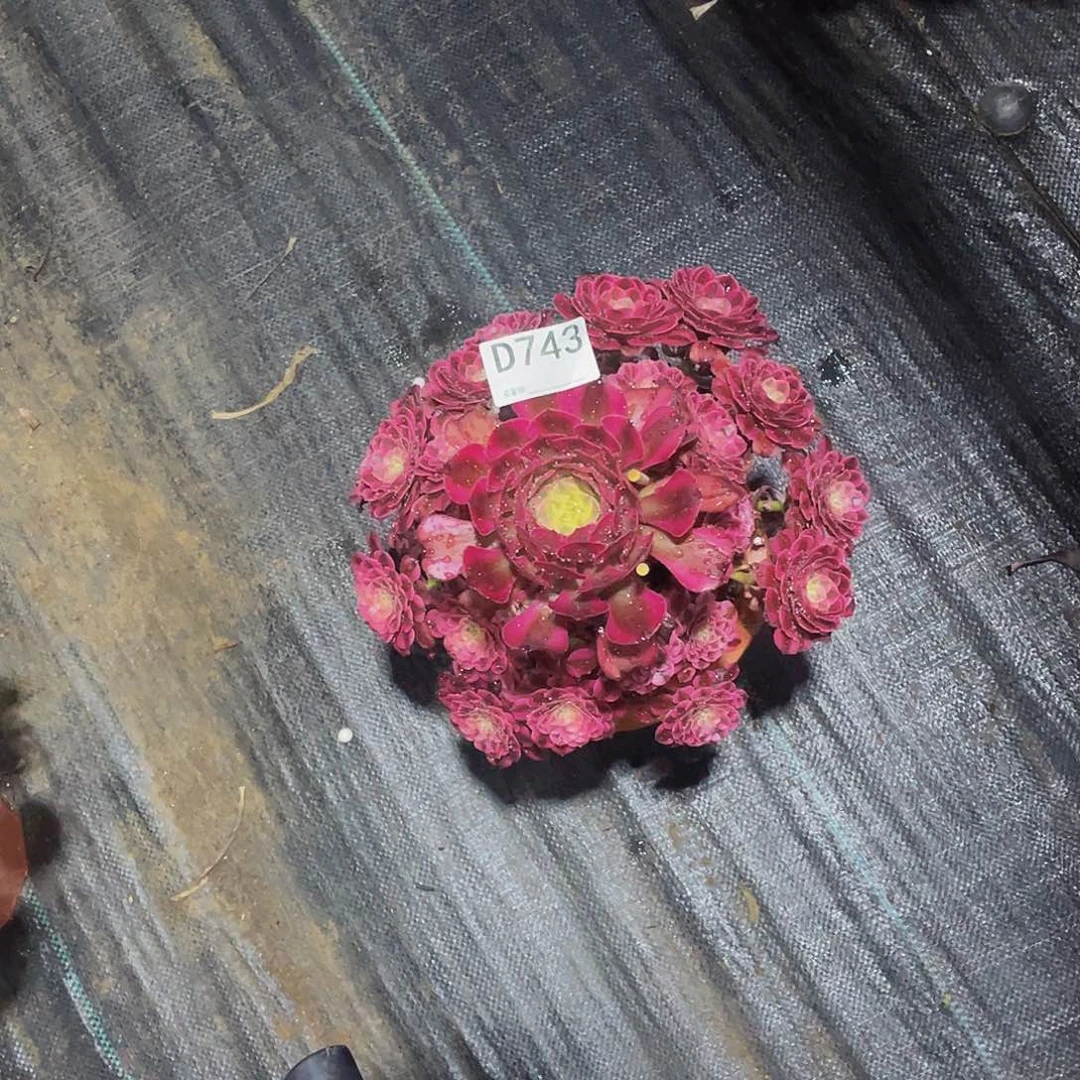 快**行红铜超白多肉    743