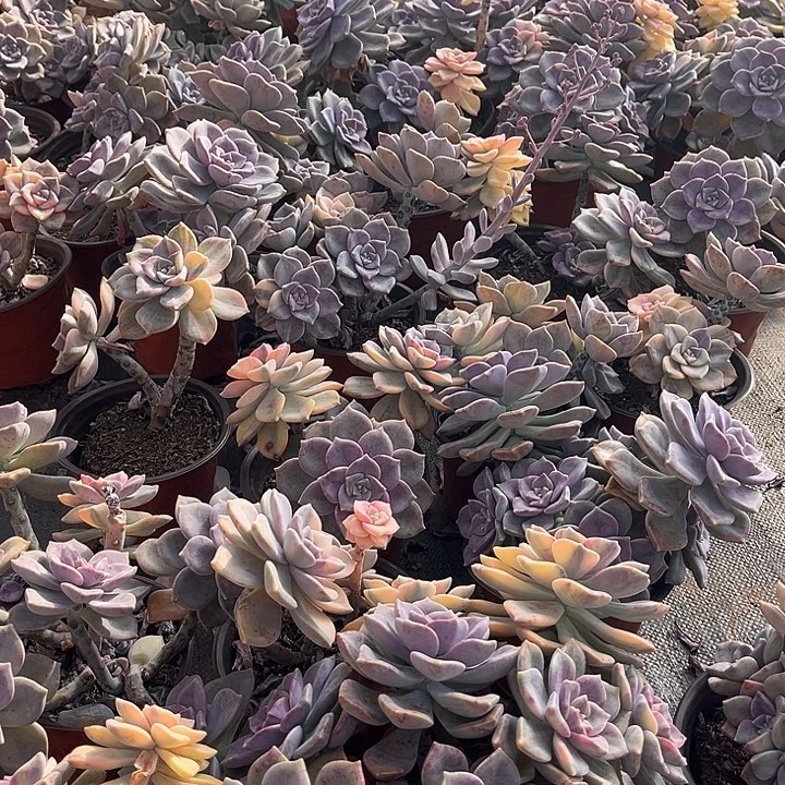 紫乐景9.99多肉植物3头景需要凑单