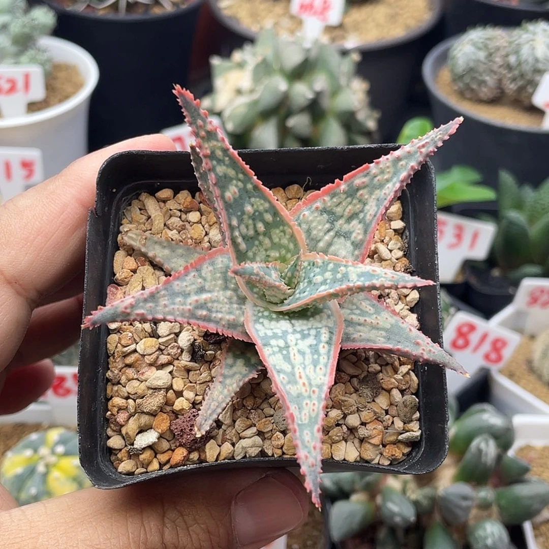 无花朵实生园艺芦荟 致远多肉