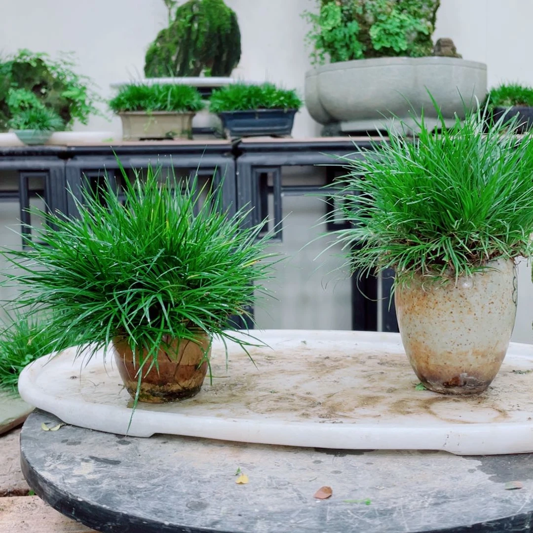 无铅玻璃五****室铁线蕨铁线蕨铁线蕨