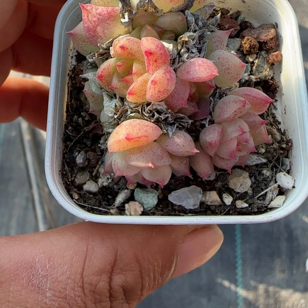 小卡拉米糖心一物一拍