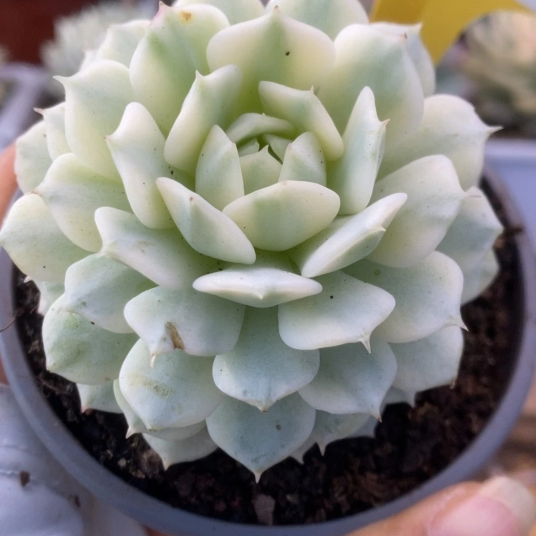 576静夜锦锦锦锦锦锦