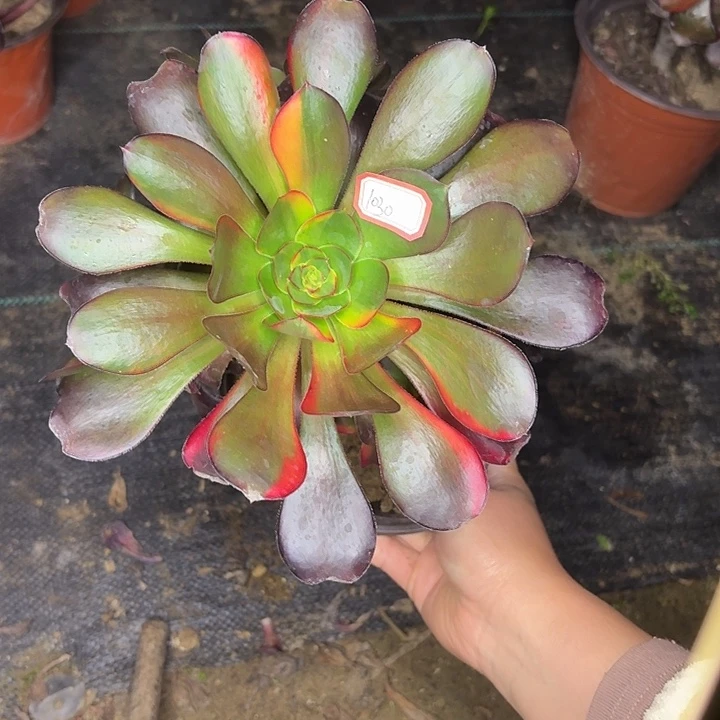 巫毒七彩妖1030多肉