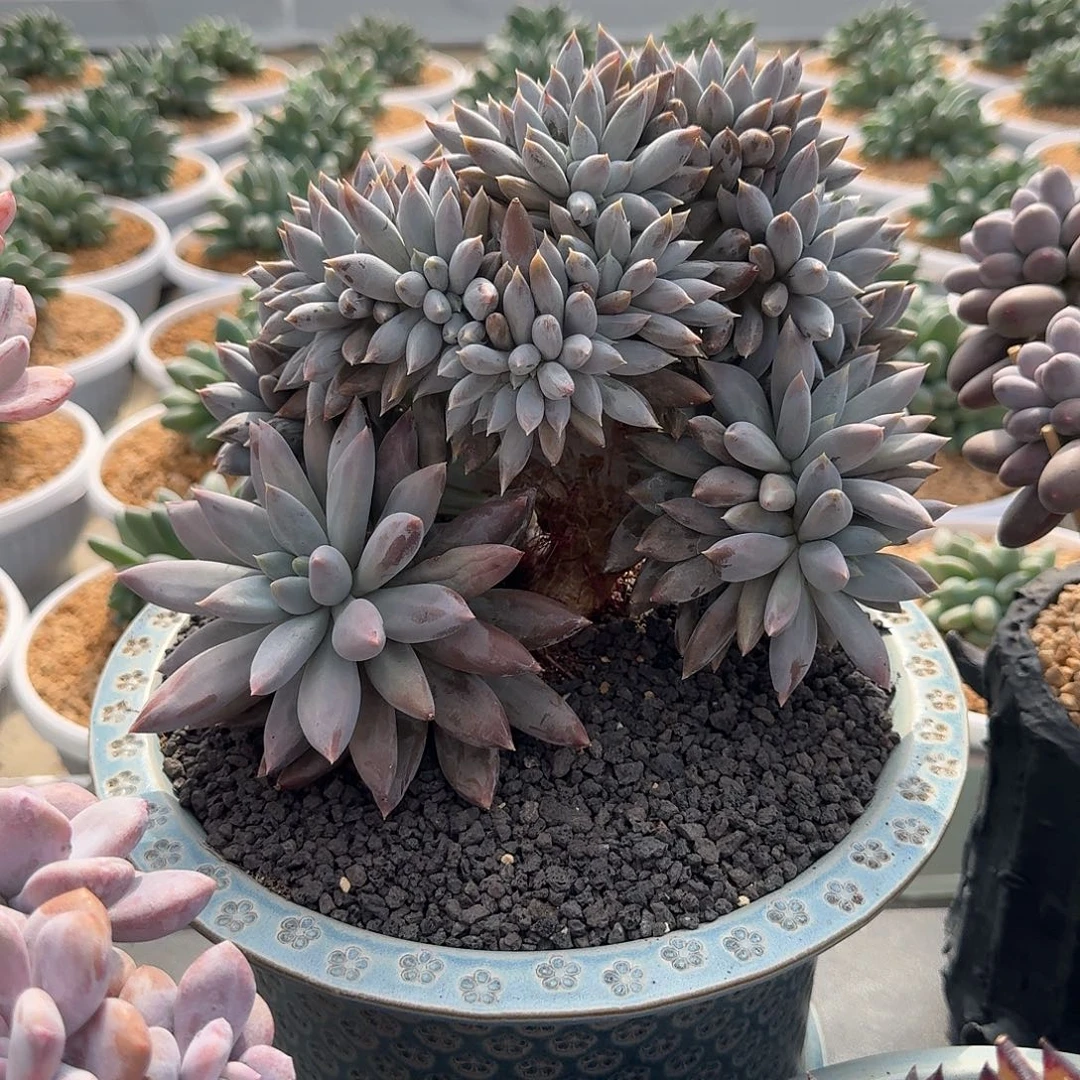 焦糖体 哥特 树缀 一物一拍